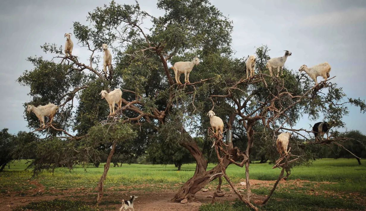 Kambing pemanjat pohon memakan Argania Spinosa, yang dikenal sebagai pohon Argan, di Essaouira, Maroko, Rabu (4/4). Demi mendapatkan buah Argan, kambing-kambing ini rela memanjat pohon hingga ke percabangan paling ujung sekalipun. (AP/Mosa'ab Elshamy)