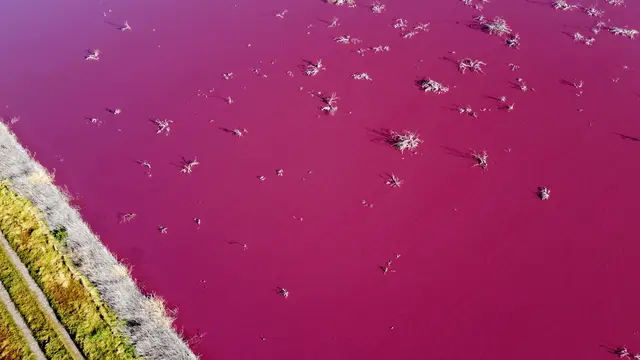 Laguna Argentina Berubah Warna akibat Limbah Pabrik