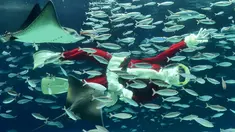 Seorang penyelam mengenakan kostum Sinterklas berenang diantara ikan di Akuarium Sunshine, Tokyo, Jepang, Kamis (12/11). Untuk menarik pengunjung, tempat tersebut mengadakan pertunjukkan spesial natal hingga 25 Desember mendatang. (AFP/Kazuhiro Nogi)