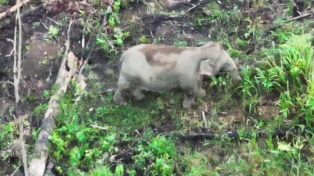 Gajah Sumatera di Bentang Alam Seblat Kini Dimonitor dengan Drone Thermal
