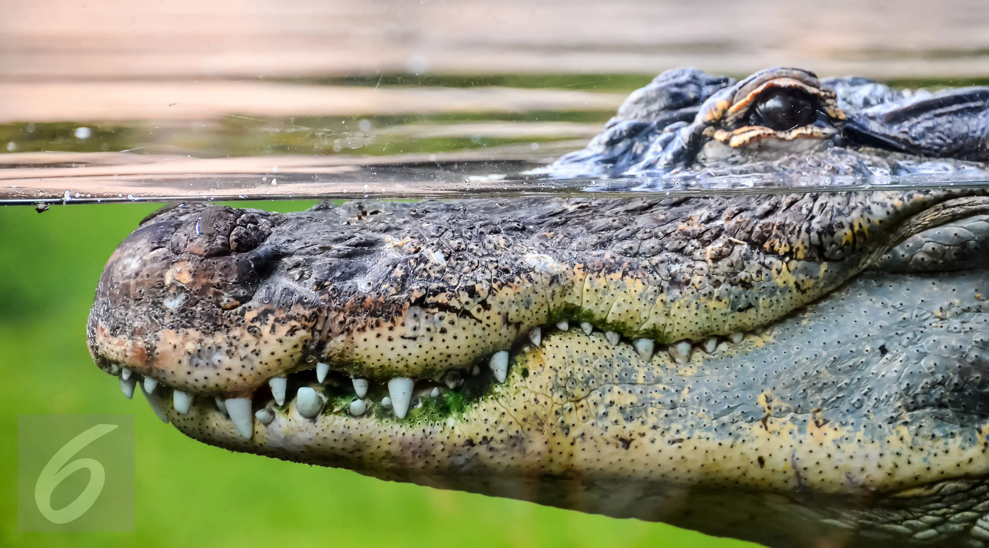 Ilustrasi Foto Buaya (iStockphoto)