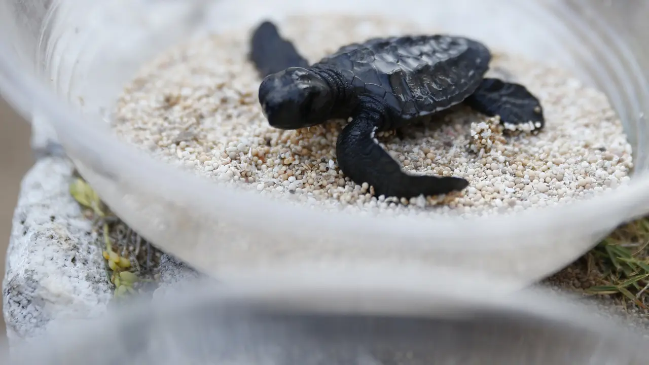 penyu