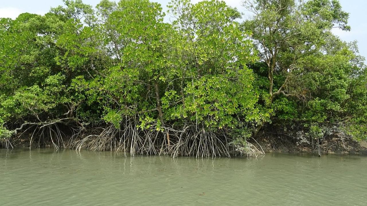 Wisata Mangrove Muara Gembong