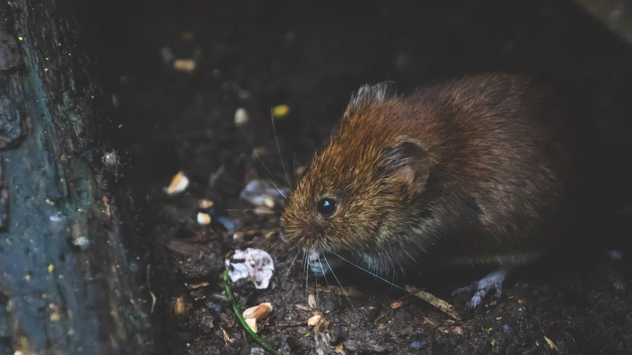Hantavirus