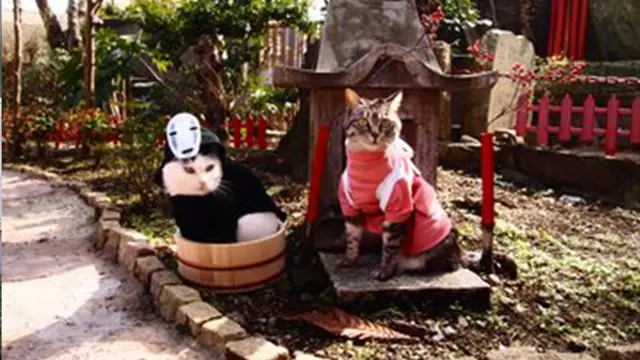 Lelaki Ini Buatkan Kostum Anime Untuk Cosplay Dua Kucingnya, Yuki dan Koyomi