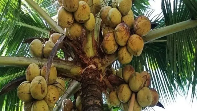 Genjah Kuning Nias (dok. Direktorat Jenderal Perkebunan Kementerian Pertanian)
