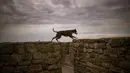 Seekor anjing berlari di atas tembok benteng Akkerman di sungai Dnester, di wilayah Odessa, Ukraina (19/2/2022). Benteng abad pertengahan "Akkerman", di tepi muara Dniester dianggap sebagai salah satu kastil terbesar dan terpelihara dengan baik di Ukraina. (AP Photo/Emilio Morenatti)