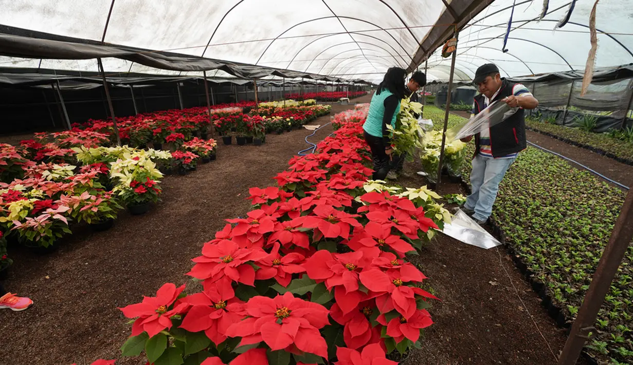 Natal di Meksiko ditandai dengan bermekarannya bunga poinsettia atau bunga "Nochebuena" (malam Natal) yang terkenal dengan kelopaknya yang besar dan berwarna merah. (AP Photo/Marco Ugarte)