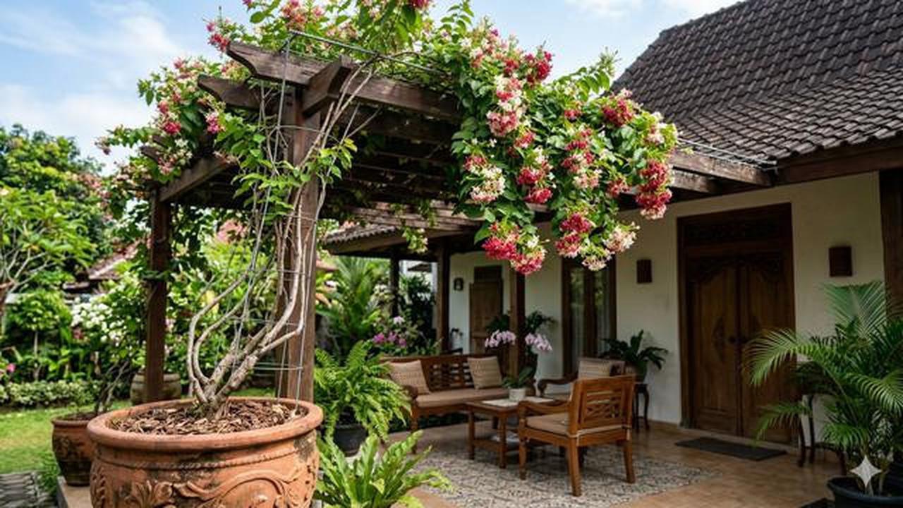 Cara Menanam Melati Belanda di Pot agar Rindang dan Rajin Berbunga