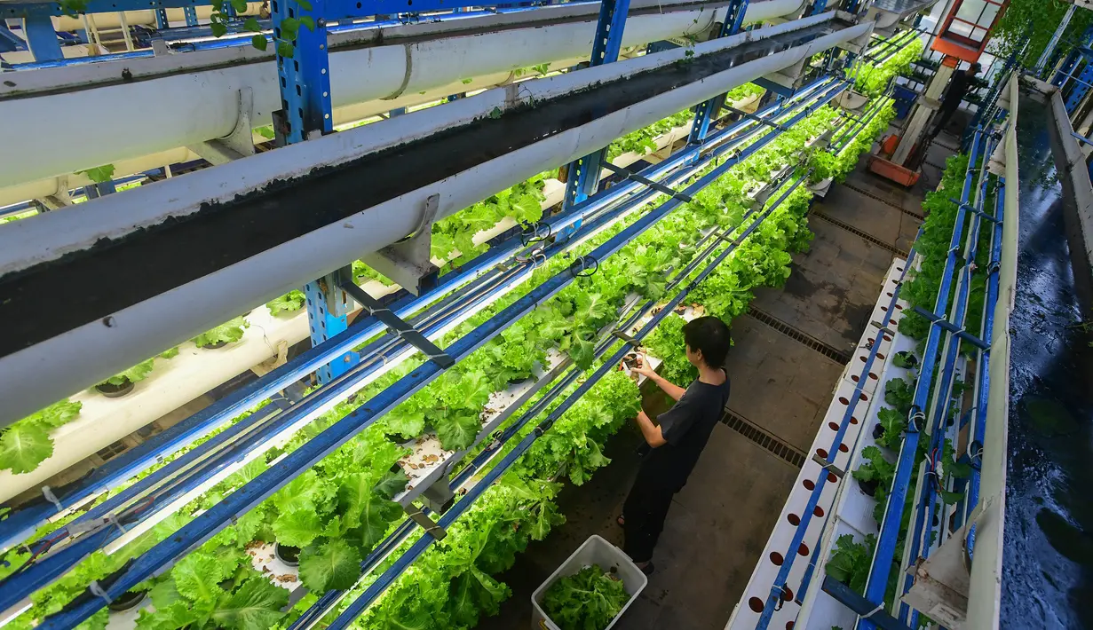 Beragam sayuran ditanam menggunakan sistem pertanian hidroponik vertikal (vertical farming) di Jakarta Selatan, khususnya di Ladang Farm, menghasilkan panen hingga dua ton sayuran segar setiap bulannya. (merdeka.com/Arie Basuki)