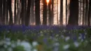 Matahari terbit di antara pepohonan saat bluebell atau Eceng Gondok liar bermekaran di lantai hutan Hallerbos di Halle, Belgia (20/4/2021). Sebelum pandemi COVID-19, tercatat ratusan turis datang menikmati pemandangan musim mekar bunga bluebell atau Eceng Gondok. (AP Photo/Virginia Mayo)