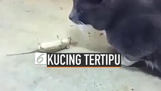 VIDEO: Kocak, Tikus Pura-Pura Mati Agar Tak Dimangsa Kucing