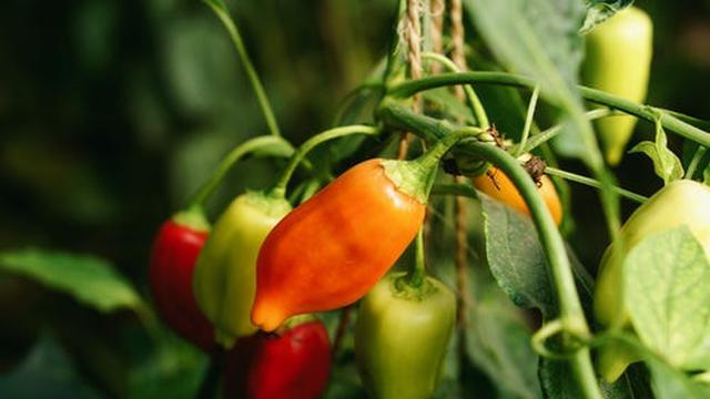 cara menanam cabe