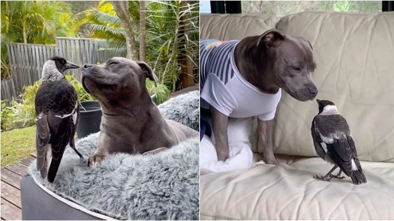 7 Potret Persahabatan Anjing dan Burung Ini Curi Perhatian, Menggemaskan