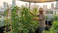8 Ide Kebun Sayur Ala Rooftop Garden, Hemat Lahan dan Estetik