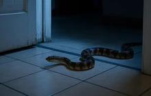 Kenali Penyebab Ular Masuk Rumah dan Cara Ampuh Mencegahnya agar Hunian Tetap Aman