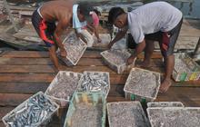 FOTO: Konsumsi Ikan Sarden hingga Teri Cegah 750 Ribu Kematian pada 2050