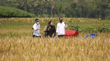 Tinjau Panen di Malang, Presiden Jokowi Buktikan Produksi Padi Memuaskan