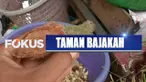 Untuk mengatasi peredaran bajakah yang meningkat tajam ini, pemerintah provinsi setempat melarang pengiriman bajakah ke luar daerah.