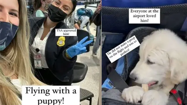 Foto Spike naik pesawat di dalam tas travelling