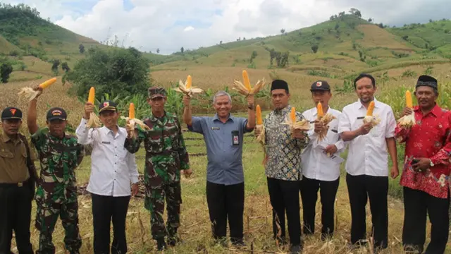 Banyuwangi Sukses Panen Jagung di Lahan Pohon Jati
