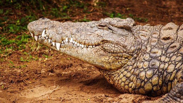 Ilustrasi mimpi, buaya