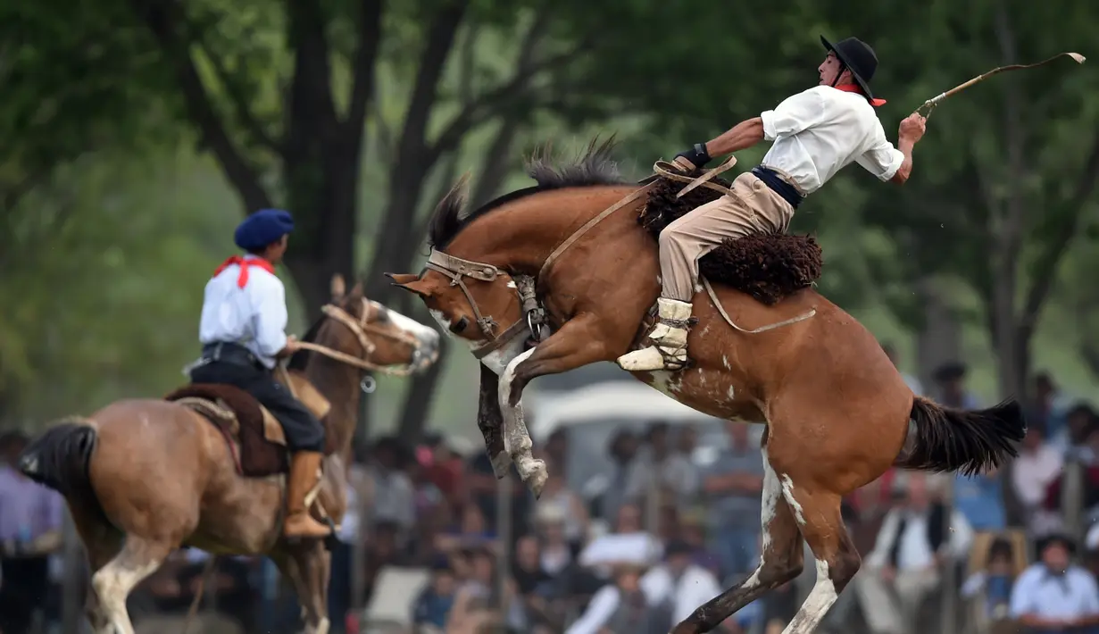 Seorang gaucho atau koboi menaiki kuda liar saat kompetisi rodeo di San Antonio de Areco , Argentina, Minggu (8/11). Dalam acara ini, para gaucho atau koboi saling bersaing menunjukkan keahlian mereka menunggangi kuda liar. (AFP PHOTO / Eitan Abramovich)