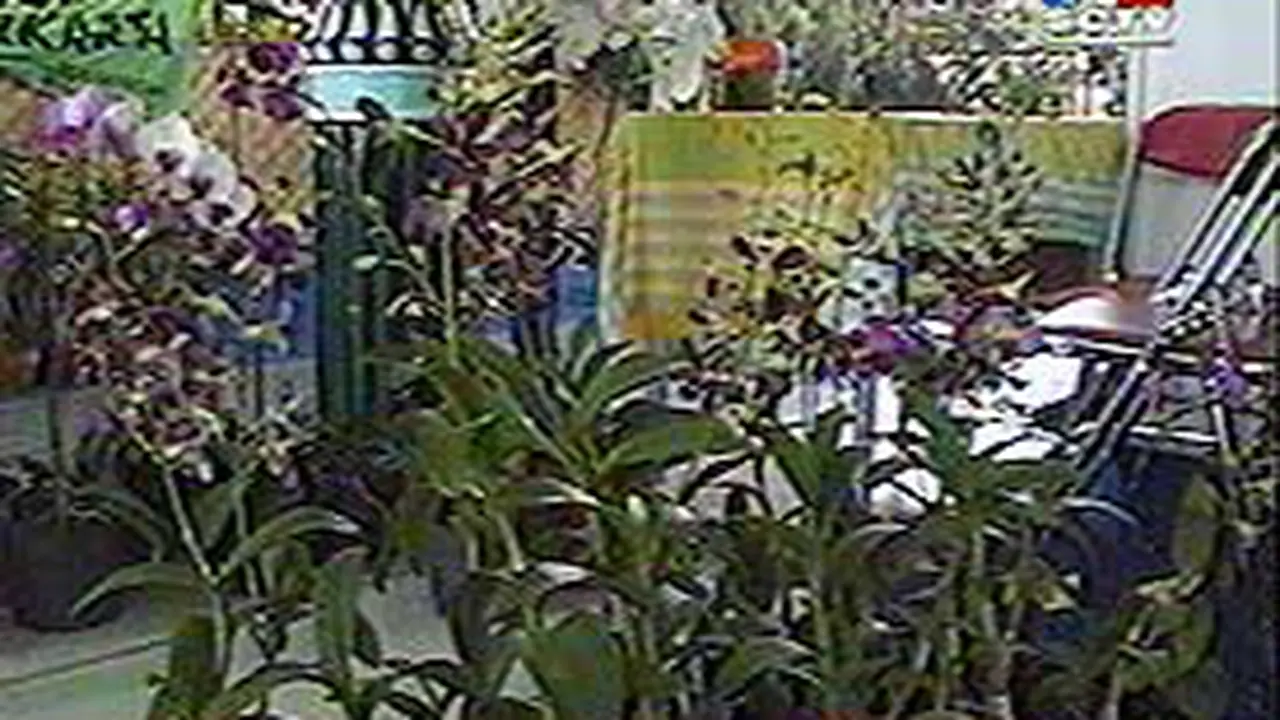 291002aAnggrek.jpg