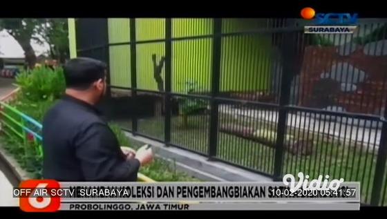 VIDEO: Taman Wisata Probolinggo Kedatangan Pasangan Singa Afrika