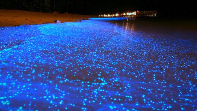 Menakjubkan Cahaya Kebiruan Berpendar Di Pantai Maladewa Global
