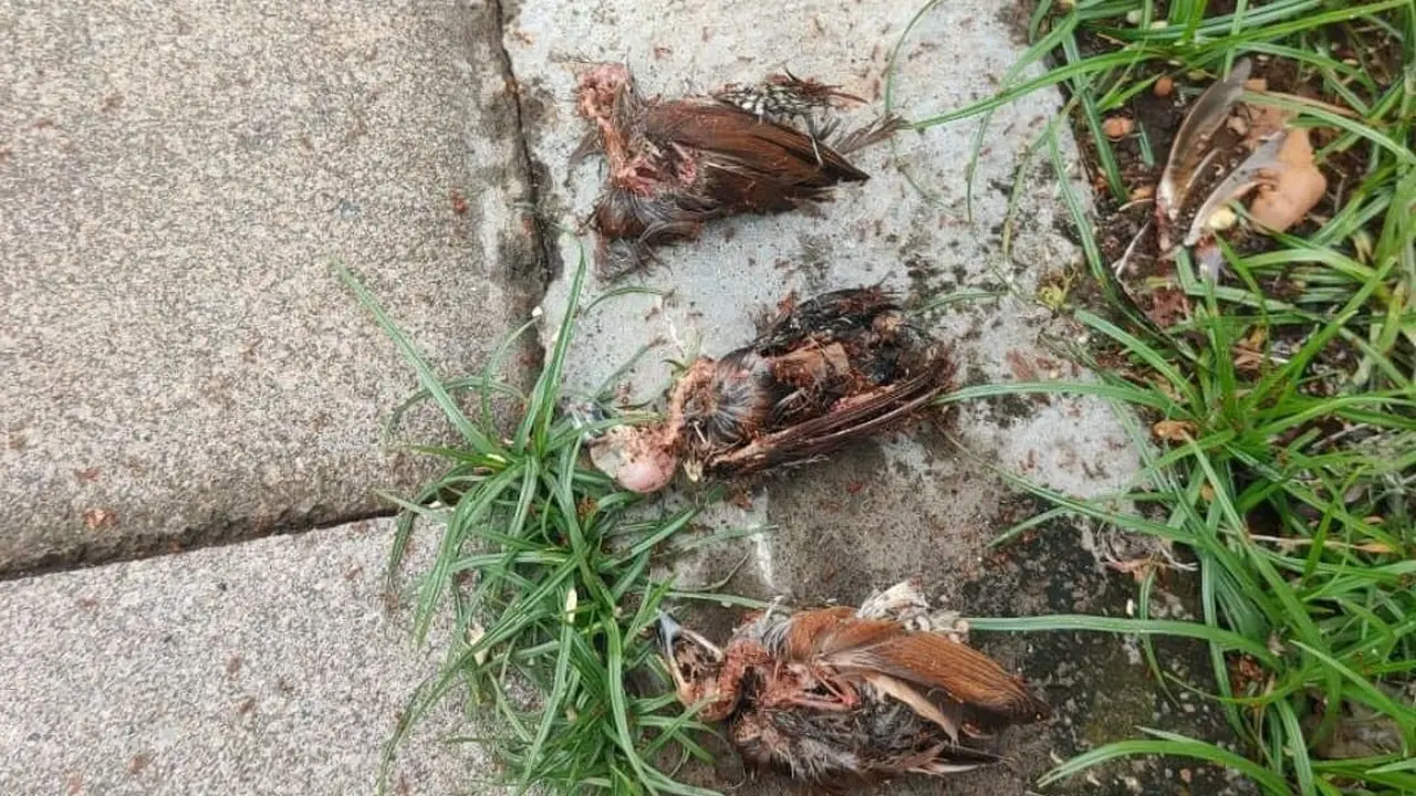 Ratusan Burung Pipit Mati di Bali, Balai KSDA: Tidak Ada Indikasi Wabah Penyakit
