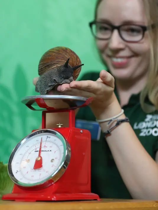 Siput raksasa Ghana ditempatkan di timbangan selama penimbangan tahunan Kebun Binatang London, Kamis (23/8). Kebanyakan hewan ditimbang dan diukur tingginya dengan diumpan menggunakan makanan yang ditaruh disekitar alat pengukur. (Daniel LEAL-OLIVAS/AFP)