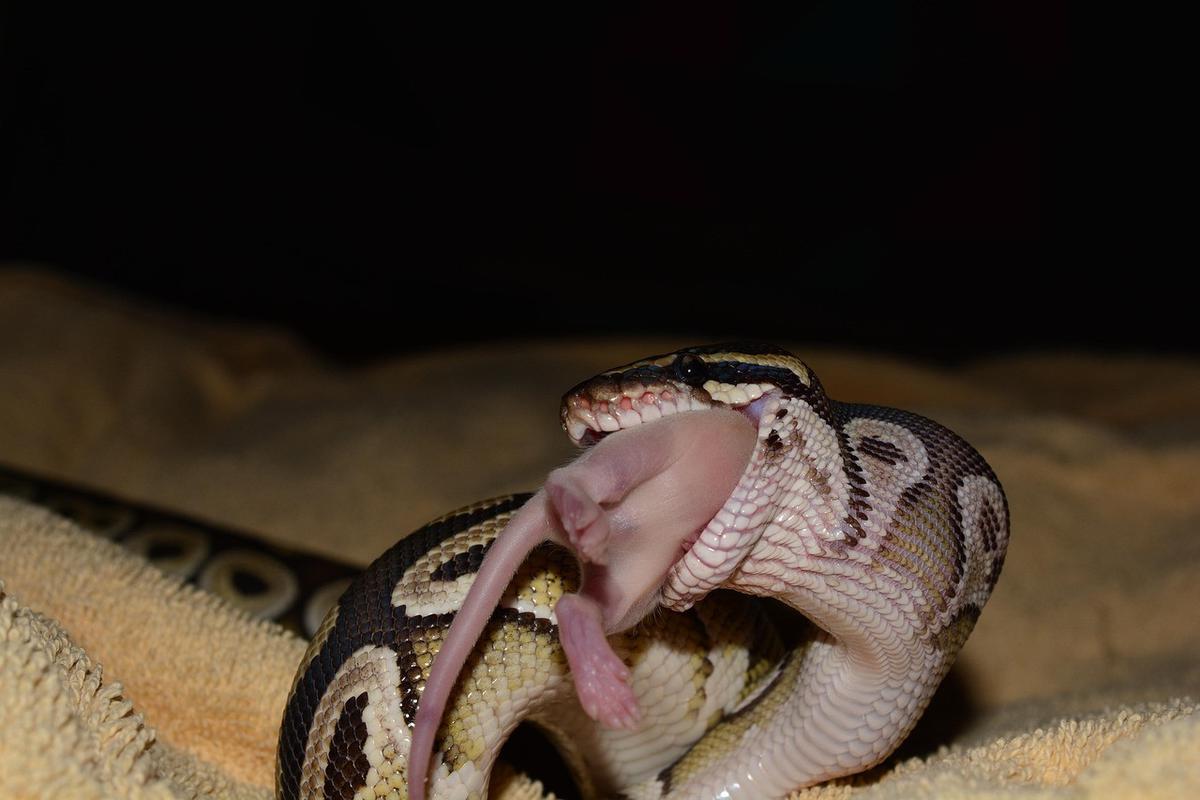 Ular dan Tikus
