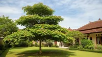 7 Jenis Pohon untuk Depan Rumah yang Bisa Membuat Udara Lebih Dingin saat Siang Hari