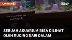 Bentuk unik dan berbeda dari yang lain. Akuariium ini bisa dilihat oleh kucing dari dalam
