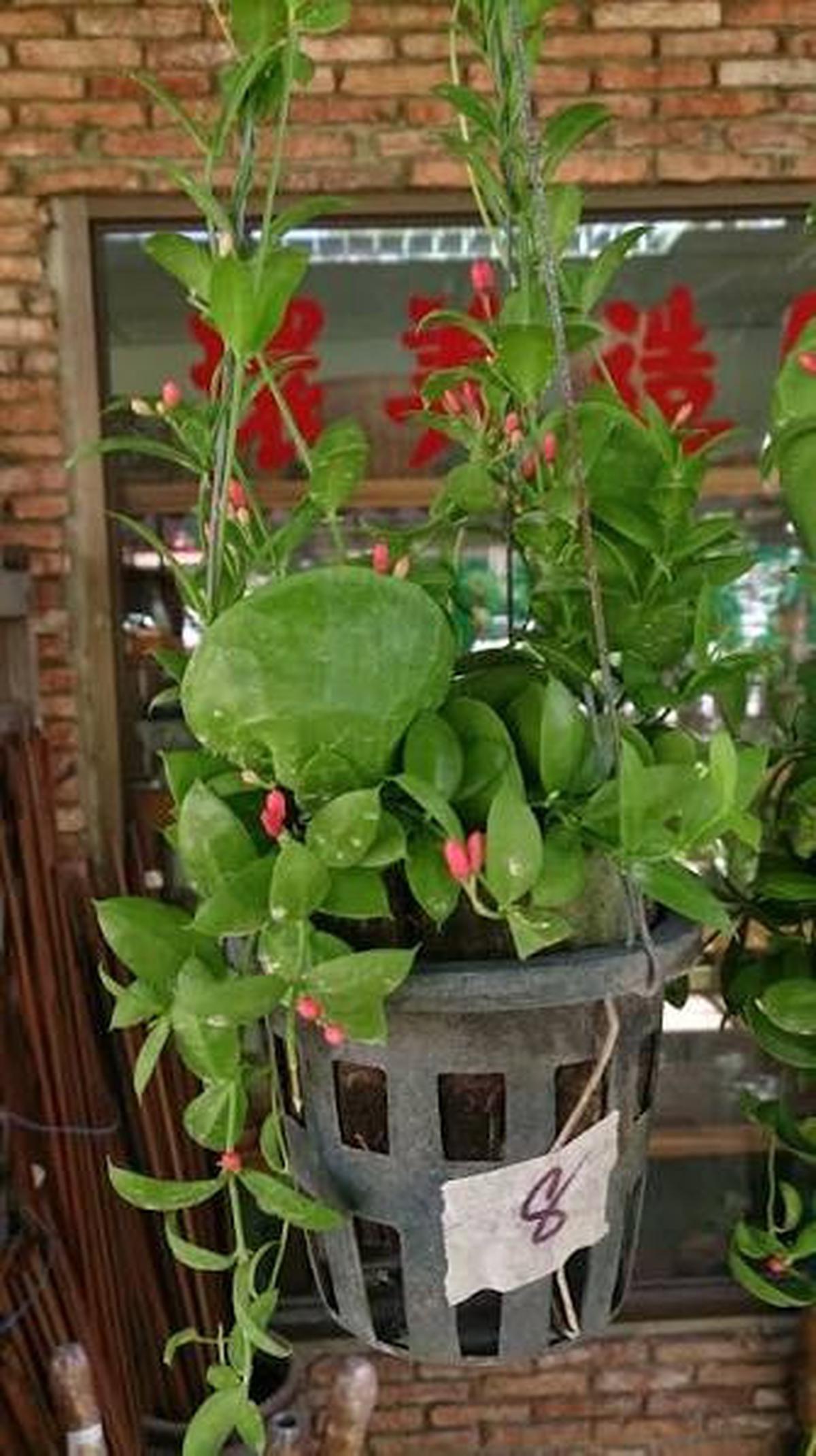 Tanaman Hias Dischidia dengan Daun Berbentuk Kantong Kecil