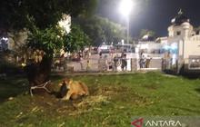 Masjid Raya Al-Mashun Medan Sembelih 13 Hewan Kurban Idul Adha, Distribusi Hingga Luar Daerah