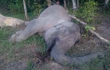 Ini kondisi mengenaskan gajah Yongki ditemukan mati tanpa gading