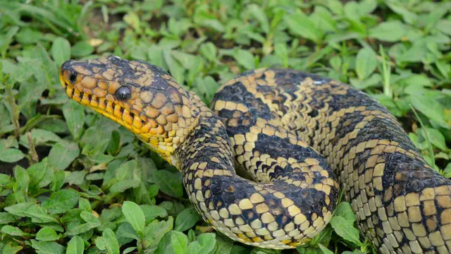 Ular Boa Terlangka di Dunia