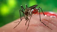 Gejala dan Cara Mencegah Virus Zika yang Harus Anda Ketahui