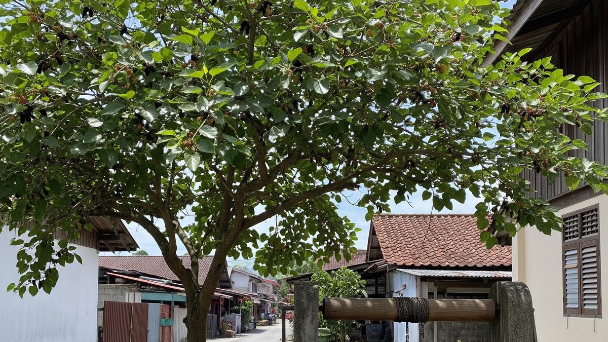 9 Pohon Buah yang Aman Ditanam Dekat Sumur, Akarnya Tidak Merusak Struktur