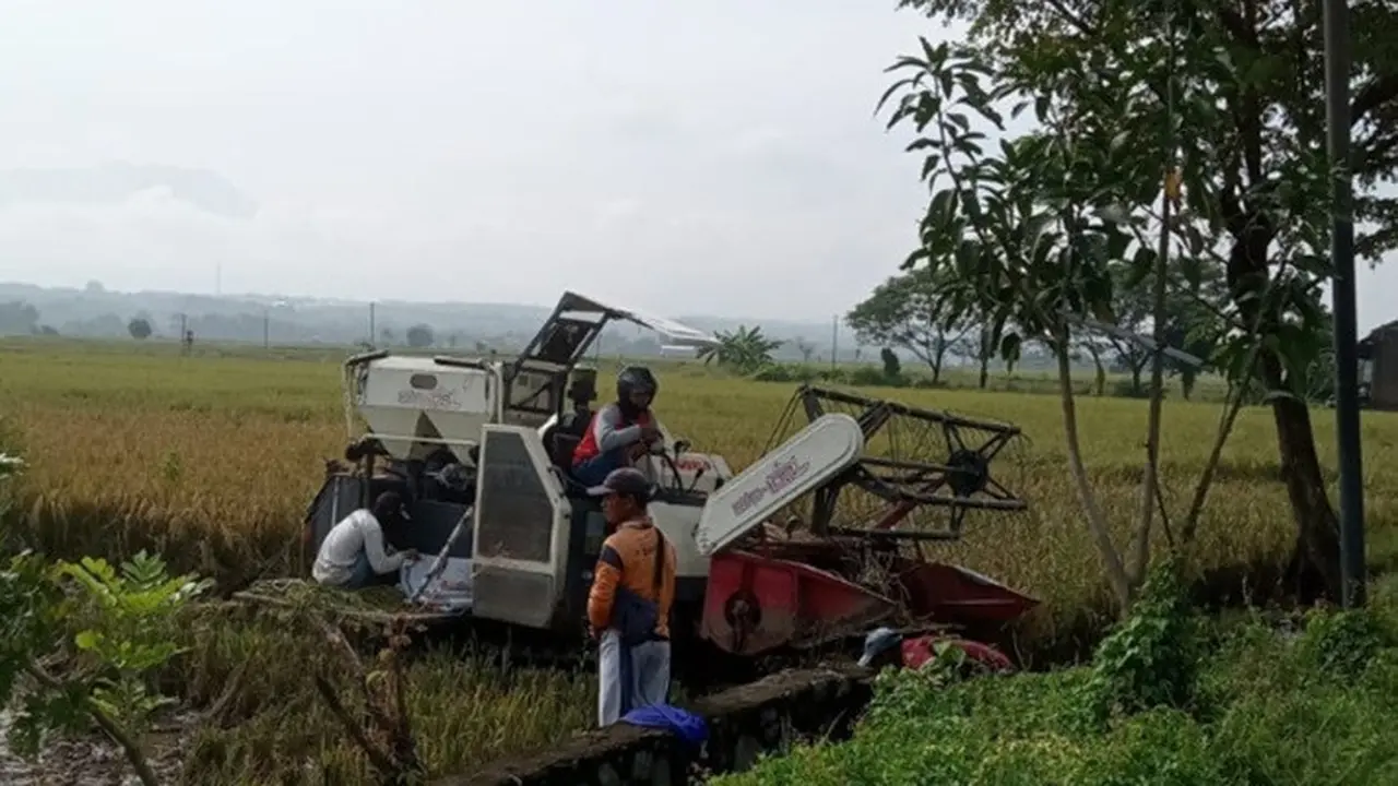 Petani