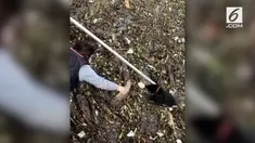 Karena keliru melihat sungai seperti tanah, seekor Anjing nyaris tenggelam di sungai yang penuh sampah.