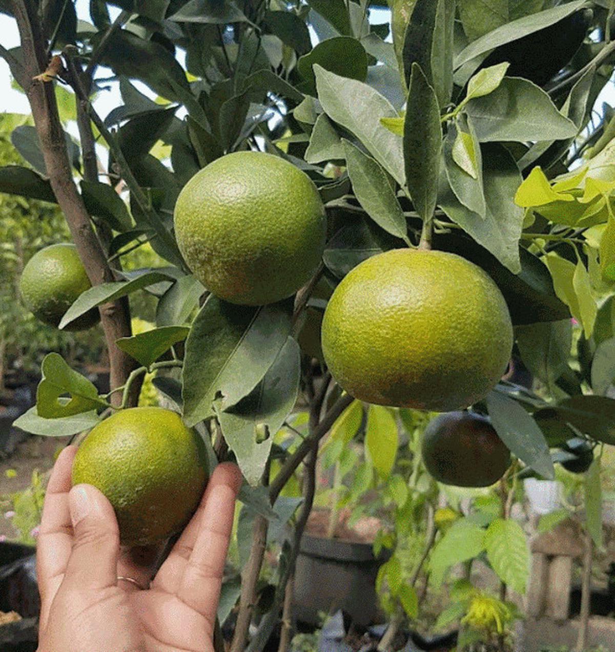 Jenis Pohon Jeruk yang Buahnya Kecil tapi Lebat
