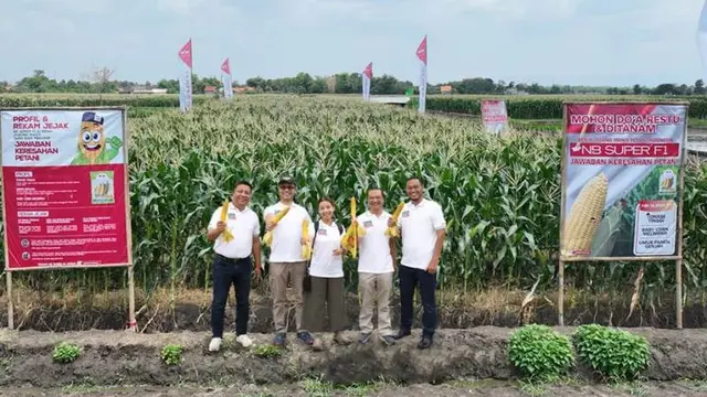 Benih Jagung Manis Berkualitas, Jadi Jawaban Keresahan Petani Menuju Panen yang Berkelanjutan.   foto: istimewa