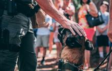 Polisi Ungkap Kronologi Pelecehan Anjing di Jakut, Pelaku Bakal Diperiksa Kejiwaan