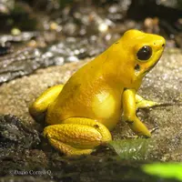 Tak terselamatkan, dalam dekade ini ada 10 hewan yang dianggap punah.