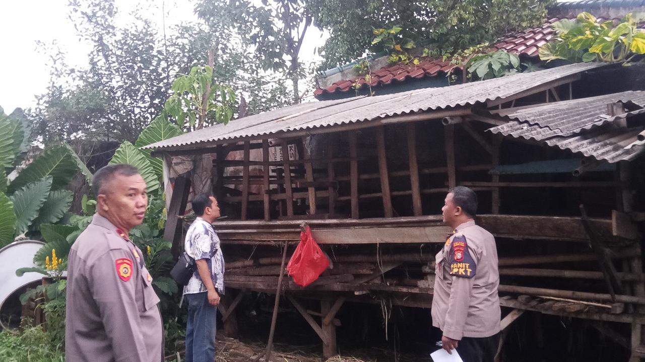 Kandang kambing warga Depok