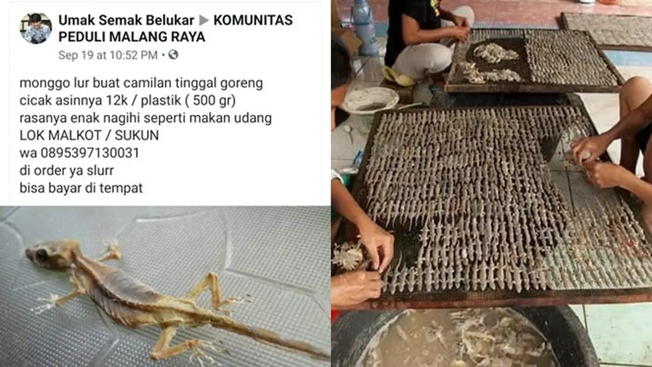 Viral Pria Penjual Cicak Asin Goreng, Proses Pembuatannya Bikin Bergidik