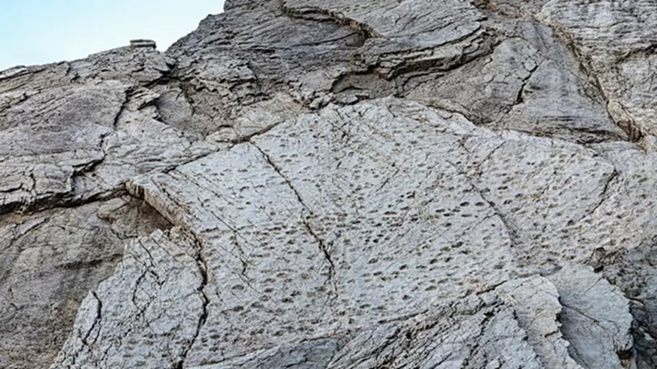 Foto yang diambil pada September 2025 dan dirilis pada Selasa, 16 Desember 2025, oleh Taman Nasional Stelvio ini memperlihatkan jejak kaki dinosaurus Plateosaurus dari periode Trias Akhir di lereng Valle di Fraele, Italia utara.